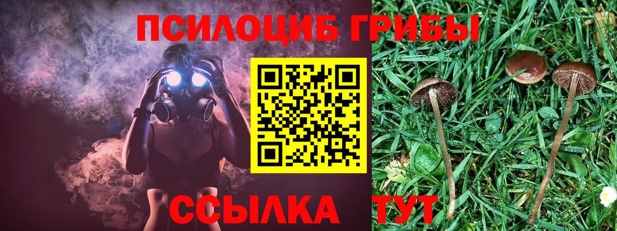 Псилоцибиновые грибы Psilocybe  Вход с VPN  Вичуга 